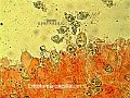 Entoloma papillatum-amf782-micro